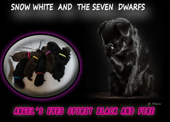 Chiots  2018
